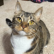 Lilly joined the competition — help win amazing prizes! cat, tabby, yellow_eyes, white_paws, whiskers, curious, pet, indoor, carpet, feline, cute, domestic_animal, mammal, fur, ears, closeup, looking_up, animal, household, tabby_cat