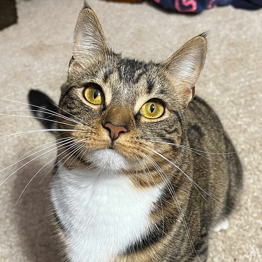 Lilly joined the competition — help win amazing prizes! animal, carpet, cat, closeup, curious, cute, domestic_animal, ears, feline, fur, household, indoor, looking_up, mammal, pet, tabby, tabby_cat, whiskers, white_paws, yellow_eyes