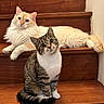 animal, cat, curious, cute, domestic_cat, ears, feline, fluffy_cat, fur, indoor, lying_down, pet, relaxed, sitting, stairs, tabby_cat, tail, two_animals, whiskers, wooden_stairs