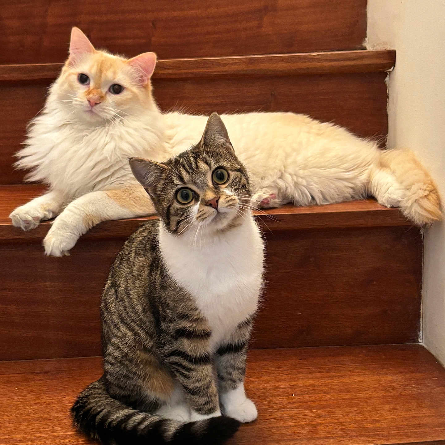 Yuki Alya participe au concours pour gagner de l'argent avec cette photo : animal, cat, curious, cute, domestic_cat, ears, feline, fluffy_cat, fur, indoor, lying_down, pet, relaxed, sitting, stairs, tabby_cat, tail, two_animals, whiskers, wooden_stairs