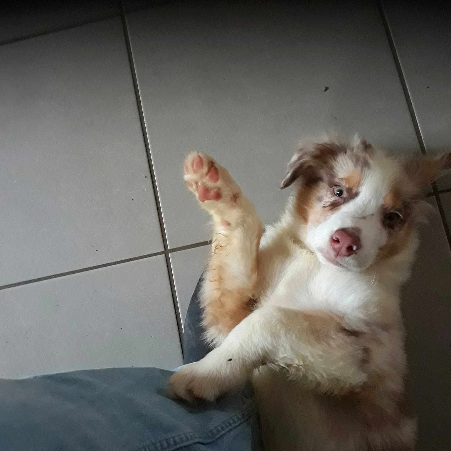 Pacco