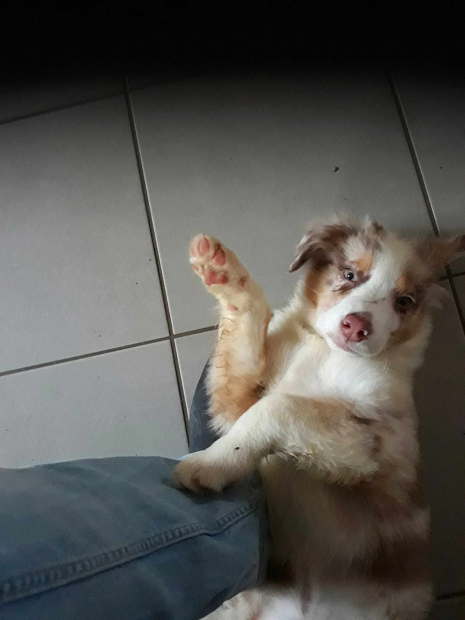Pacco