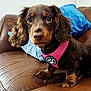 dog, puppy, brown_dog, leather_couch, pink_harness, blue_pillow, indoor, pet, cute, small_dog, fur, ears, sitting, looking, close_up, canine, domestic_animal, household, companion, adorable