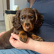 Bella joined the competition — help win amazing prizes! puppy, dog, brown, tan, cute, pet, animal, fur, ears, eyes, person, hands, clothing, jeans, indoor, cozy, sitting, closeup, portrait, home