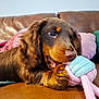 Bella is registered to the contest to win money with this photo: dog, puppy, dachshund, toy, chewing, couch, leather, brown, pink, blue, knitted, pet, indoor, cozy, blanket, pillow, animal, cute, snout, paw