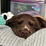 Archibald participe au concours pour gagner de l'argent avec cette photo : puppy, dog, sleeping, brown, close_up, blanket, soft, cozy, stuffed_toy, indoor, resting, cute, pet, animal, young, nose, fur, peaceful, home, comfort