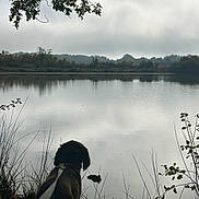 Archibald participe au concours pour gagner de l'argent avec cette photo : calm, dog, grass, lake, landscape, leash, misty, morning, nature, outdoor, overcast, peaceful, plants, reflection, serene, shadows, silhouette, trees, water, wildlife
