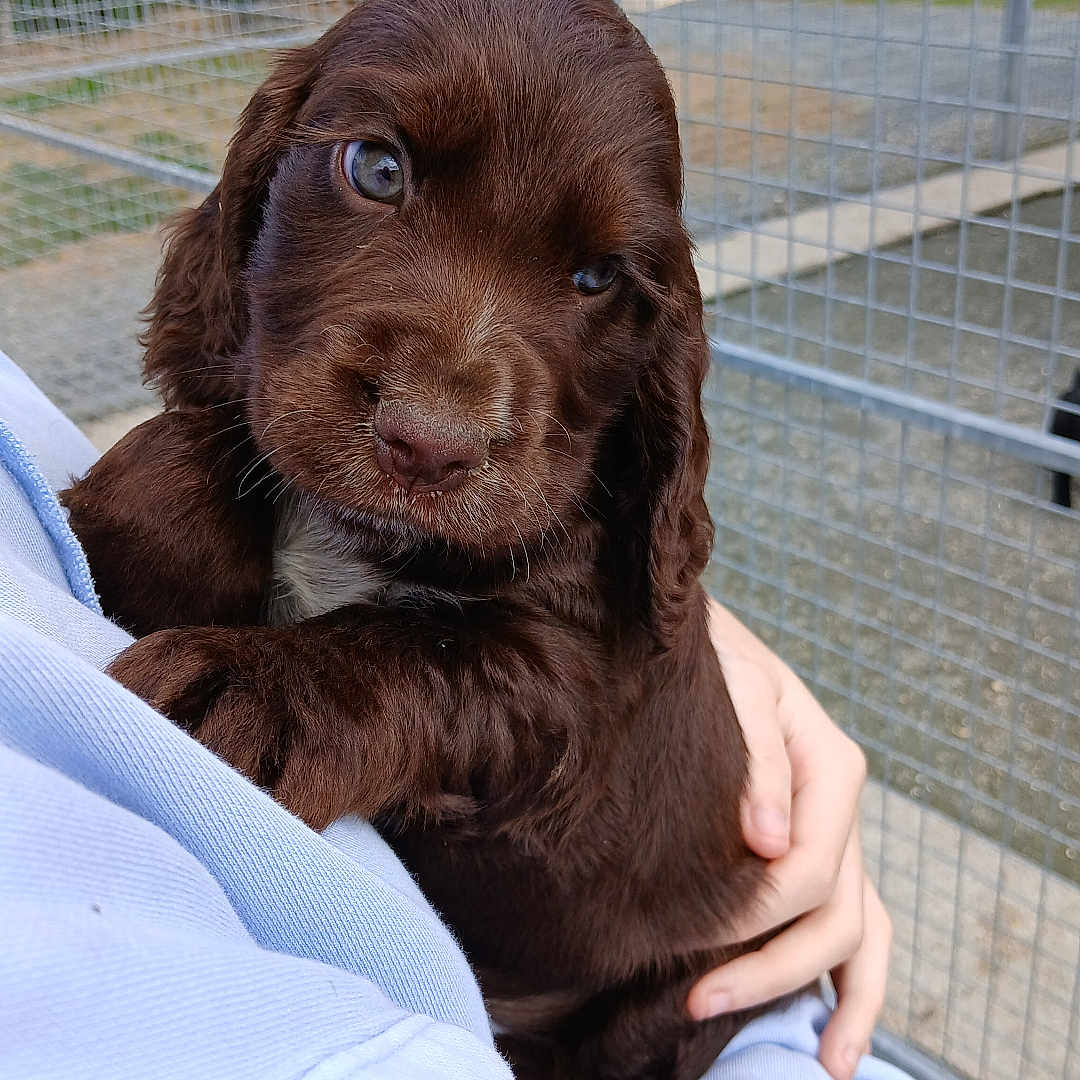 Archibald a rejoint le concours — aidez-le/la à gagner de superbes lots ! animal, brown_fur, cage, canine, close_up, companion, curious, cute, dog, face, fence, fur, holding, outdoor, person, pet, portrait, puppy, soft, young_dog