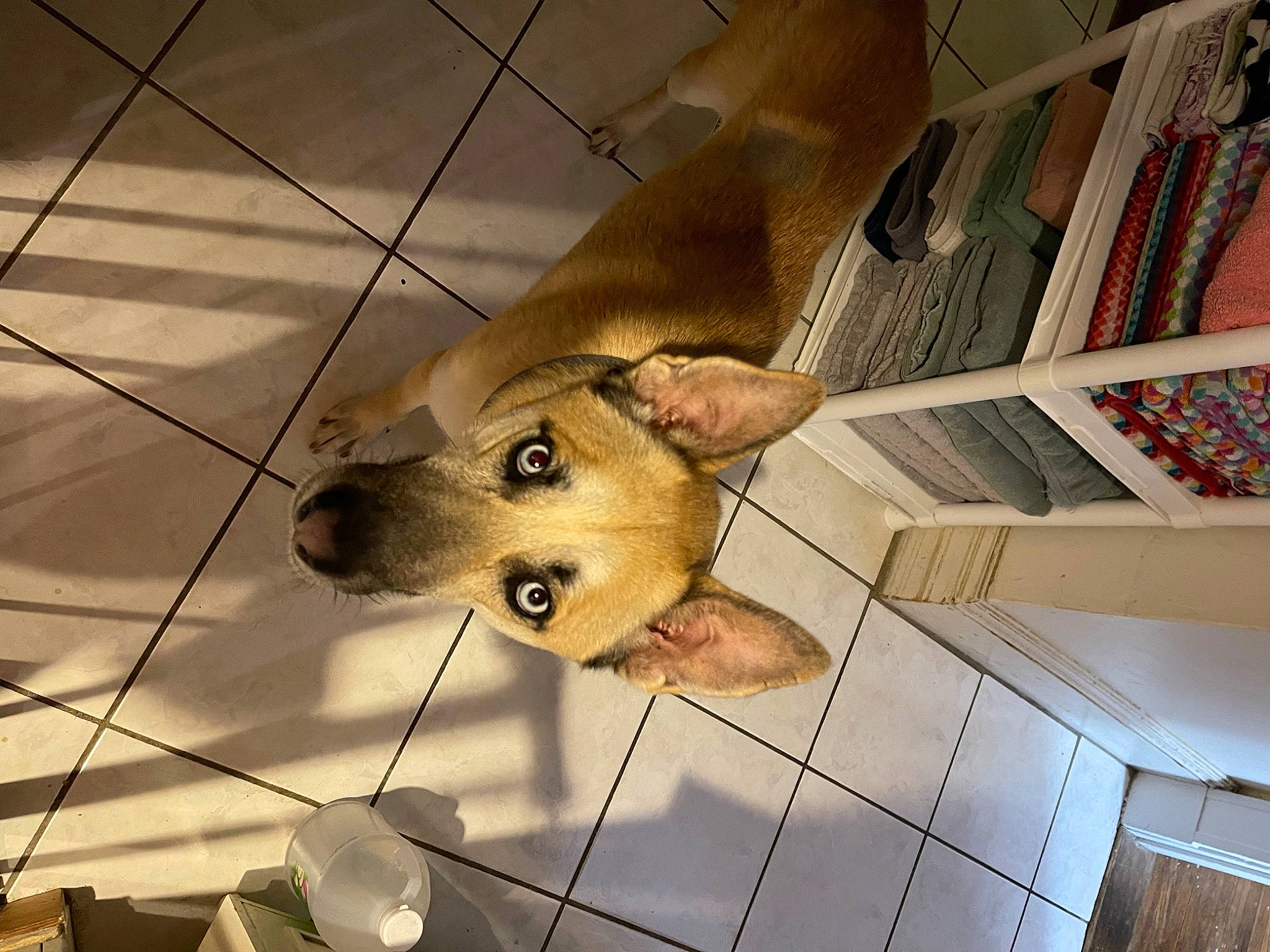 Azul is registered to the contest to win money with this photo: ancient_dog_breeds, animal_shelter, canidae, carnivore, ceiling, companion_dog, dog, dog_breed, fawn, flooring, fur, metal, non_sporting_group, snout, sporting_group, tail, tile, whiskers, wood, working_animal