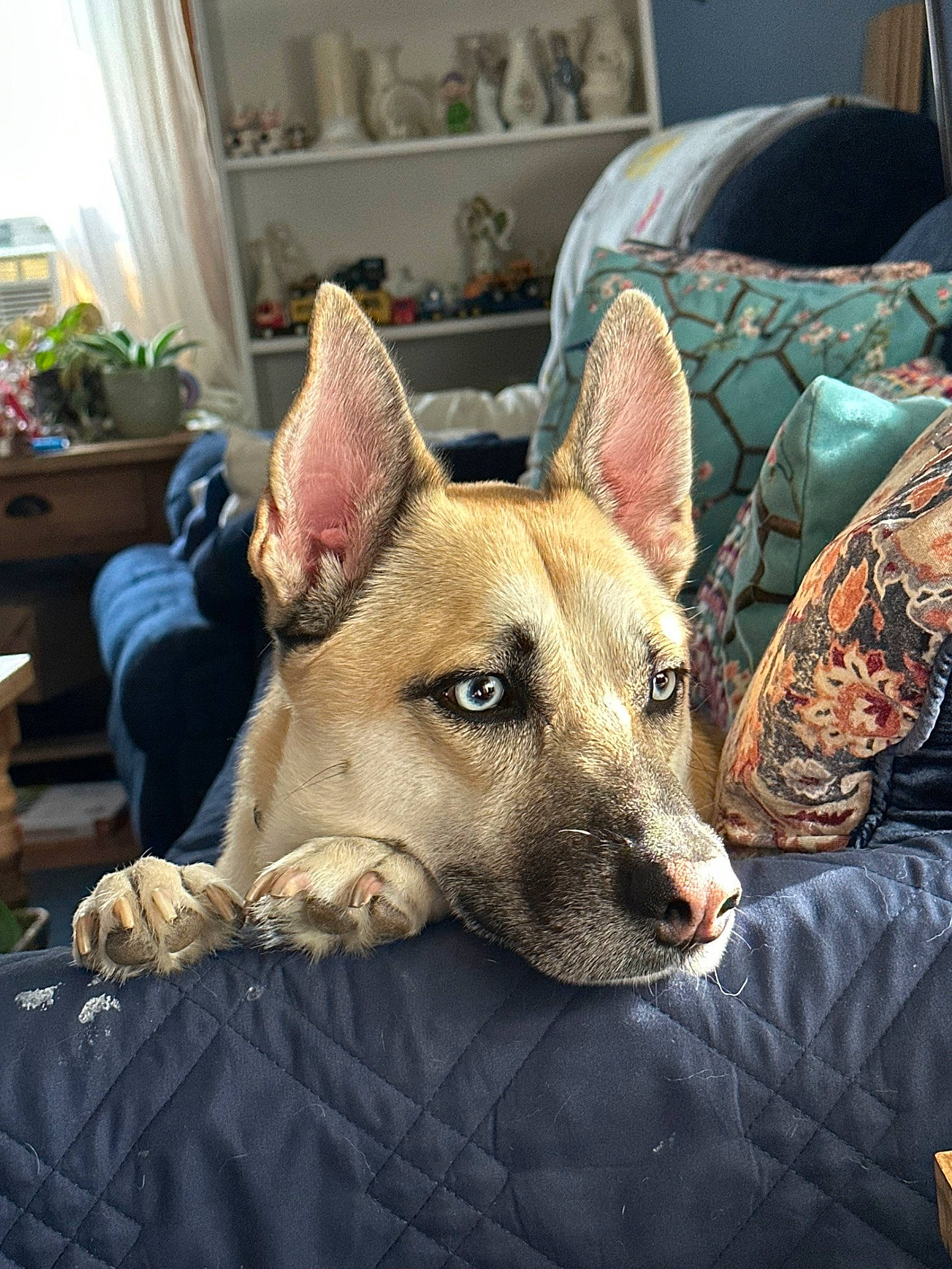 Azul joined the competition — help win amazing prizes! canidae, carnivore, comfort, companion_dog, dog, dog_breed, dog_supply, fawn, fur, furniture, houseplant, lamp, linens, picture_frame, plant, room, snout, sporting_group, whiskers, working_animal