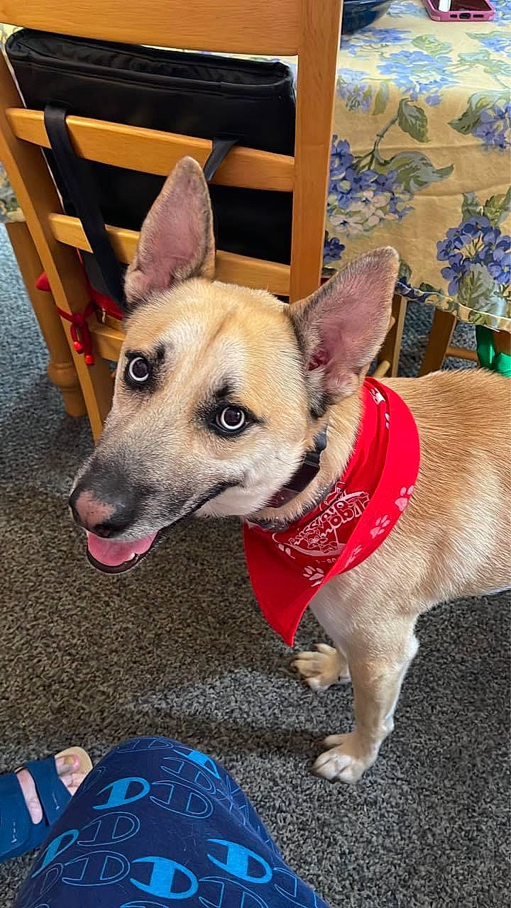 Azul joined the competition — help win amazing prizes! canidae, carnivore, chair, collar, companion_dog, dog, dog_breed, dog_clothes, dog_collar, dog_supply, fashion_accessory, fawn, foot, fur, herding_dog, leash, snout, sporting_group, whiskers, working_animal