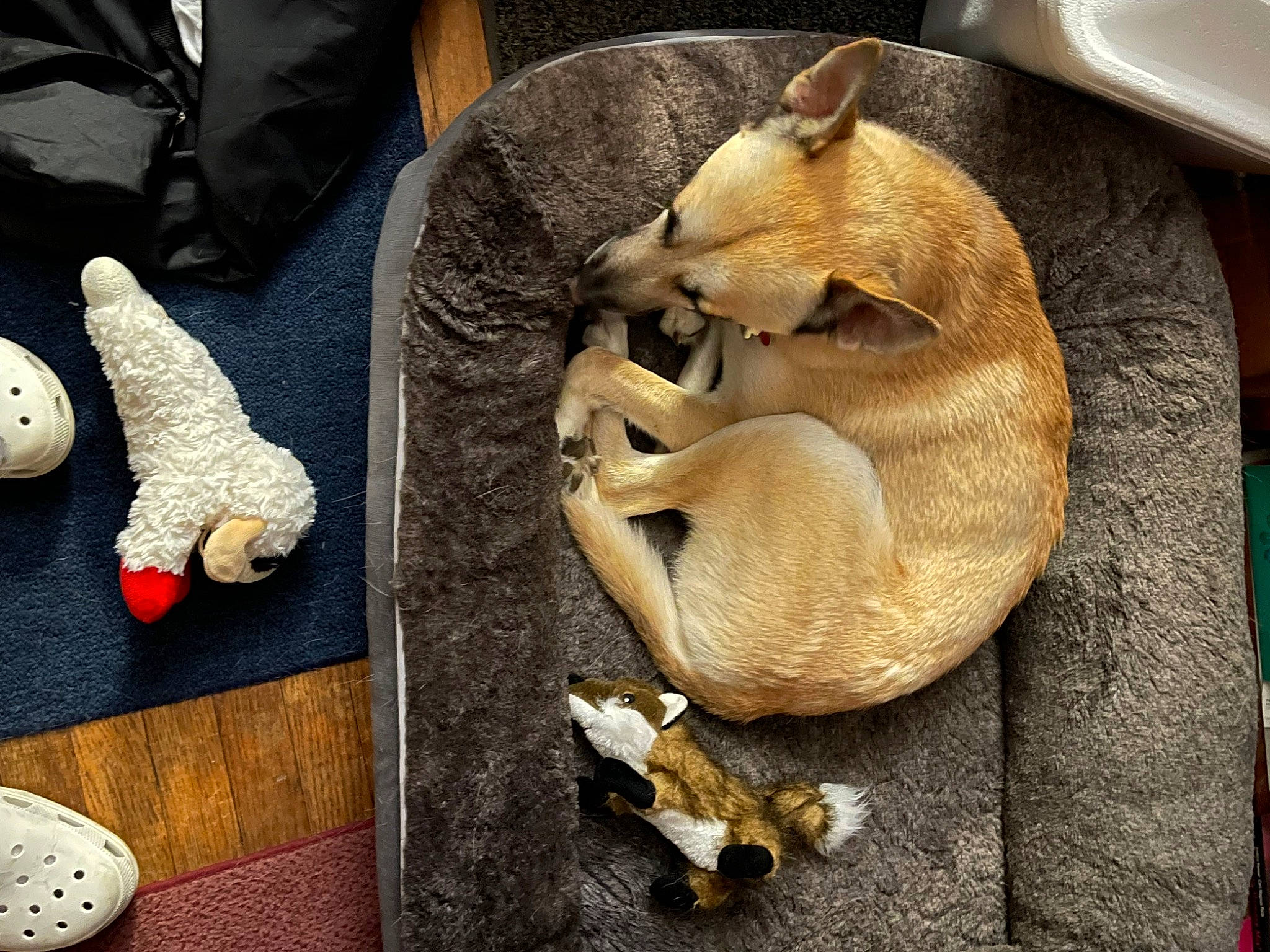 Azul is registered to the contest to win money with this photo: canidae, carmine, comfort, companion_dog, dog, dog_breed, fashion_accessory, fawn, felidae, flooring, fur, glove, guard_dog, linens, paw, serveware, street_dog, stuffed_toy, wood, working_animal