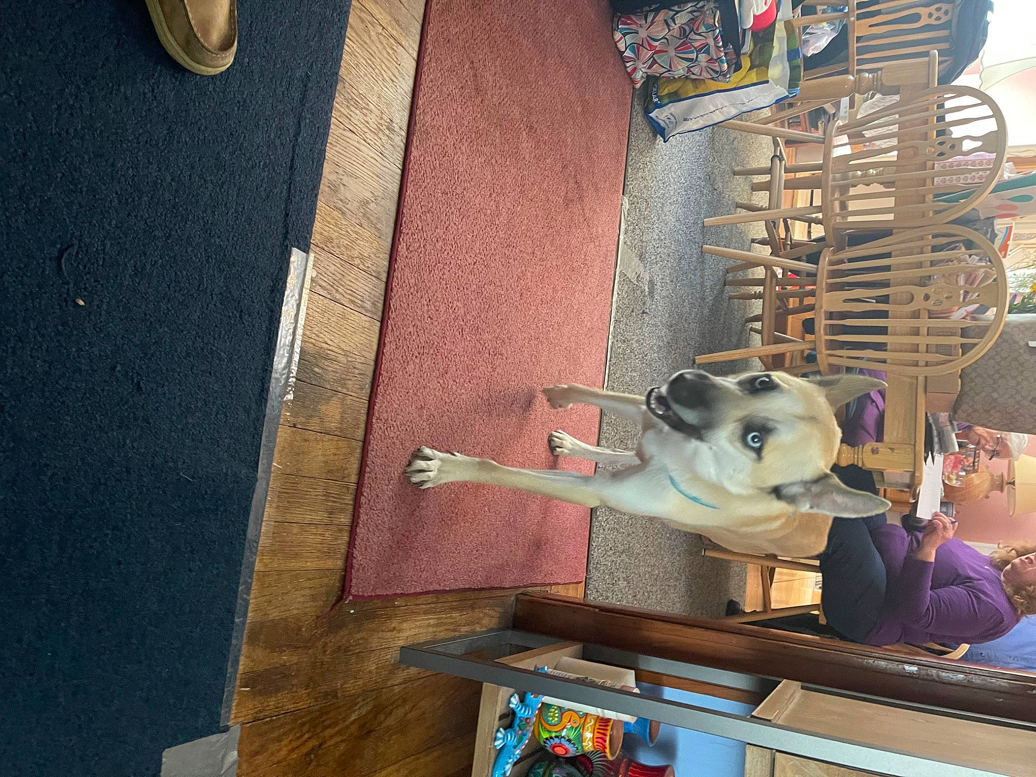 Azul joined the competition — help win amazing prizes! art, canidae, collection, display_case, flooring, fur, machine, metal, retail, road_surface, room, shelf, shelving, skull, space, sporting_group, teddy_bear, toy, visual_arts, wood