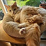 cat, fluffy, orange_and_white, pet_bed, window, indoor, sunlight, garden_view, relaxed, tail, feline, cozy, houseplant, wooden_table, potted_plant, greenery, domestic_animal, resting, fur, cute