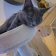 Abby participe au concours pour gagner de l'argent avec cette photo : animal, cat, cat_tree, clock, contemplative, cozy, decor, ears, eyes, face, furniture, grey_cat, home, indoor, pet, plush, relaxed, resting, whiskers, wood