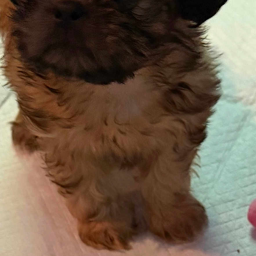 Cali
