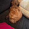 Cali is registered to the contest to win money with this photo: puppy, dog, brown, fluffy, curled_up, couch, furniture, pet_bed, beige, cozy, indoor, resting, sleeping, fur, animal, companion, home, relaxation, pink, textile