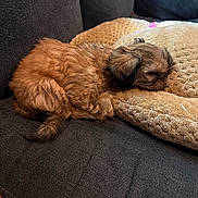 Cali is registered to the contest to win money with this photo: puppy, dog, sleeping, couch, cushion, cozy, fluffy, brown, pet, indoor, resting, cute, fur, small_dog, animal, home, relaxing, nap, soft, companion