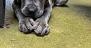 Broly is registered to the contest to win money with this photo: puppy, dog, gray, outdoor, garden, patio, greenery, concrete, furniture, cute, animal, pet, lying_down, young, eyes, paws, canine, adorable, nature, backyard