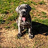 Broly joined the competition — help win amazing prizes! puppy, dog, grass, dirt, outdoor, sunlight, pet, animal, canine, young, tongue_out, leash, collar, playful, sitting, ears, cute, friendly, nature, daylight