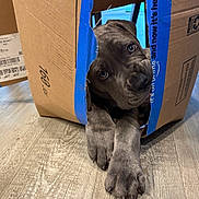 Broly is registered to the contest to win money with this photo: puppy, dog, cardboard_box, floor, wood_floor, pet, animal, curious, cute, indoor, playful, paws, young_dog, brown_dog, torn_box, home, domestic, looking_out, resting, cozy
