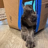 puppy, dog, cardboard_box, floor, wood_floor, pet, animal, curious, cute, indoor, playful, paws, young_dog, brown_dog, torn_box, home, domestic, looking_out, resting, cozy