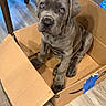 puppy, dog, cardboard_box, floor, wooden_floor, indoor, pet, animal, seated, looking_up, young_dog, brown, furniture, chair_legs, domestic_animal, cute, curious, living_room, home, box
