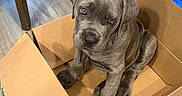 Broly is registered to the contest to win money with this photo: animal, cardboard_box, chair, curious, cute, dog, domestic, floor, furniture, gray, household, indoor, looking_up, pet, pets, playful, puppy, sitting, wooden_floor, young