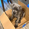 Broly is registered to the contest to win money with this photo: puppy, dog, cardboard_box, floor, wooden_floor, indoor, chair, furniture, pet, cute, animal, young, looking_up, gray, curious, sitting, domestic, household, playful, pets