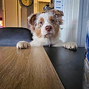 Venise a rejoint le concours — aidez-le/la à gagner de superbes lots ! dog, puppy, table, wooden_table, indoor, curious, ears, fur, face, pet, home, furniture, clock, calendar, chair, domestic, looking_up, brown_and_white, paws, wall