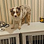 Venise participe au concours pour gagner de l'argent avec cette photo : dog, puppy, indoor, wallpaper, striped_wallpaper, crate, pet_crate, floor_tiles, curious, standing, white_furniture, brown_dog, black_and_white_dog, two_animals, home_interior, pet, animal, furry, canine, domestic