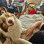 dog, bed, person, hand, indoor, furniture, book, bag, blanket, white, brown, fur, expression, cute, pet, animal, room, casual, interaction, cozy