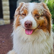 Texas participe au concours pour gagner de l'argent avec cette photo : dog, australian_shepherd, fluffy, happy, tongue_out, sitting, outdoor, garden, pet, canine, fur, animal, closeup, portrait, brown, white, nose, ears, friendly, cute