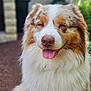 Texas participe au concours pour gagner de l'argent avec cette photo : dog, australian_shepherd, fluffy, sitting, tongue_out, happy, pet, portrait, outdoor, fur, close_up, animal, canine, nature, garden, blurred_background, friendly, cute, smiling, tongue