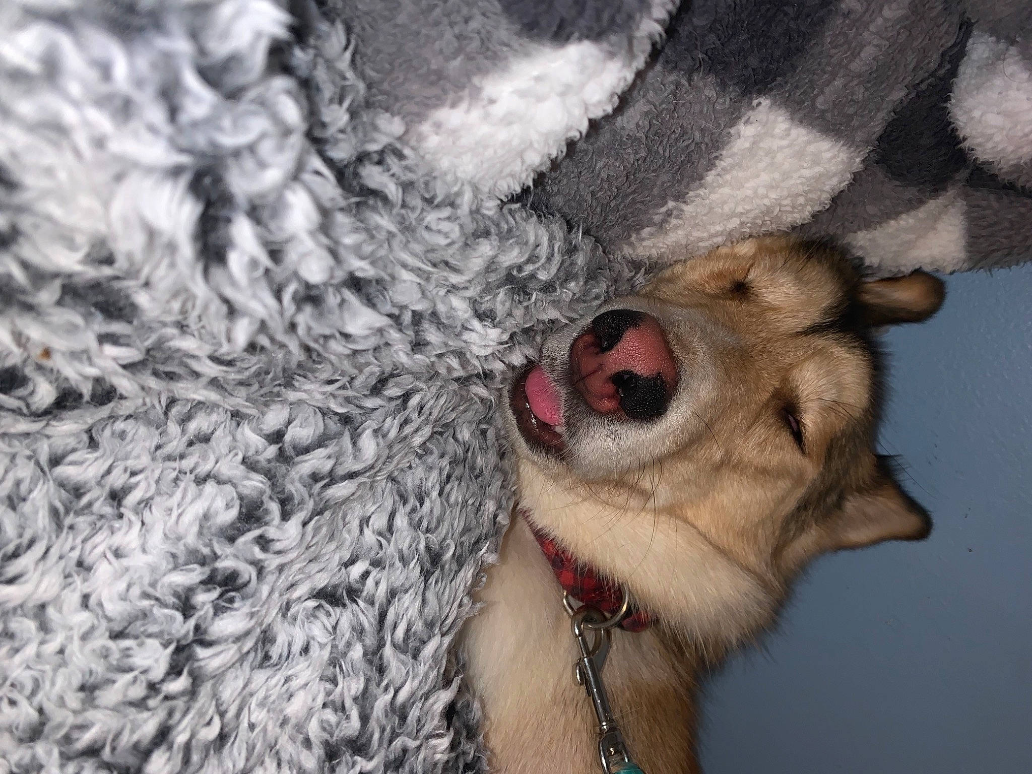 Wynnie joined the competition — help win amazing prizes! canidae, carnivore, claw, close_up, companion_dog, dog, dog_breed, fang, fawn, foot, fur, grey, jaw, paw, snout, sporting_group, terrestrial_animal, whiskers, wildlife, working_animal