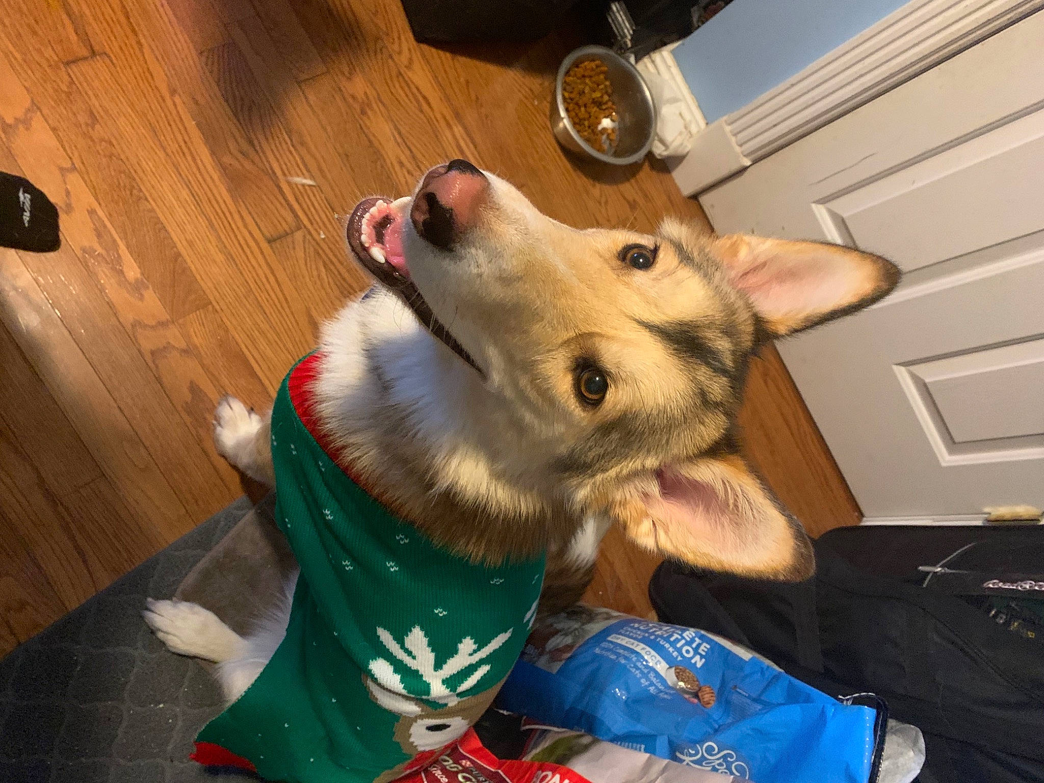 Wynnie joined the competition — help win amazing prizes! canidae, carnivore, collar, companion_dog, dog, dog_breed, dog_supply, door, ear, fashion_accessory, fawn, flooring, fur, jaw, snout, spitz, sporting_group, whiskers, wood, working_animal