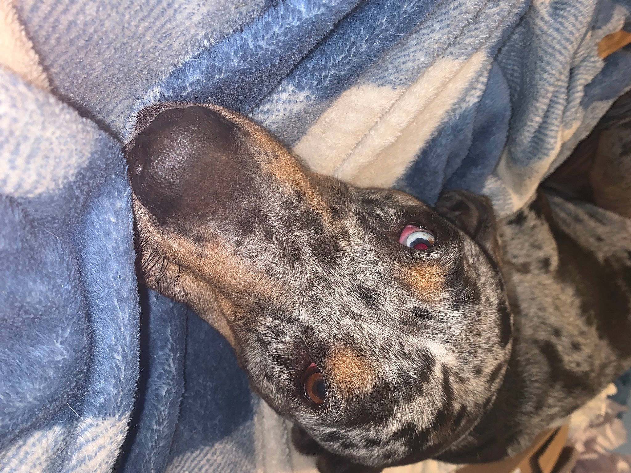 Stella is registered to the contest to win money with this photo: canidae, carnivore, companion_dog, denim, dog, dog_breed, ear, electric_blue, eye, fawn, fur, guard_dog, liver, military_camouflage, pattern, paw, snout, sporting_group, whiskers, working_animal