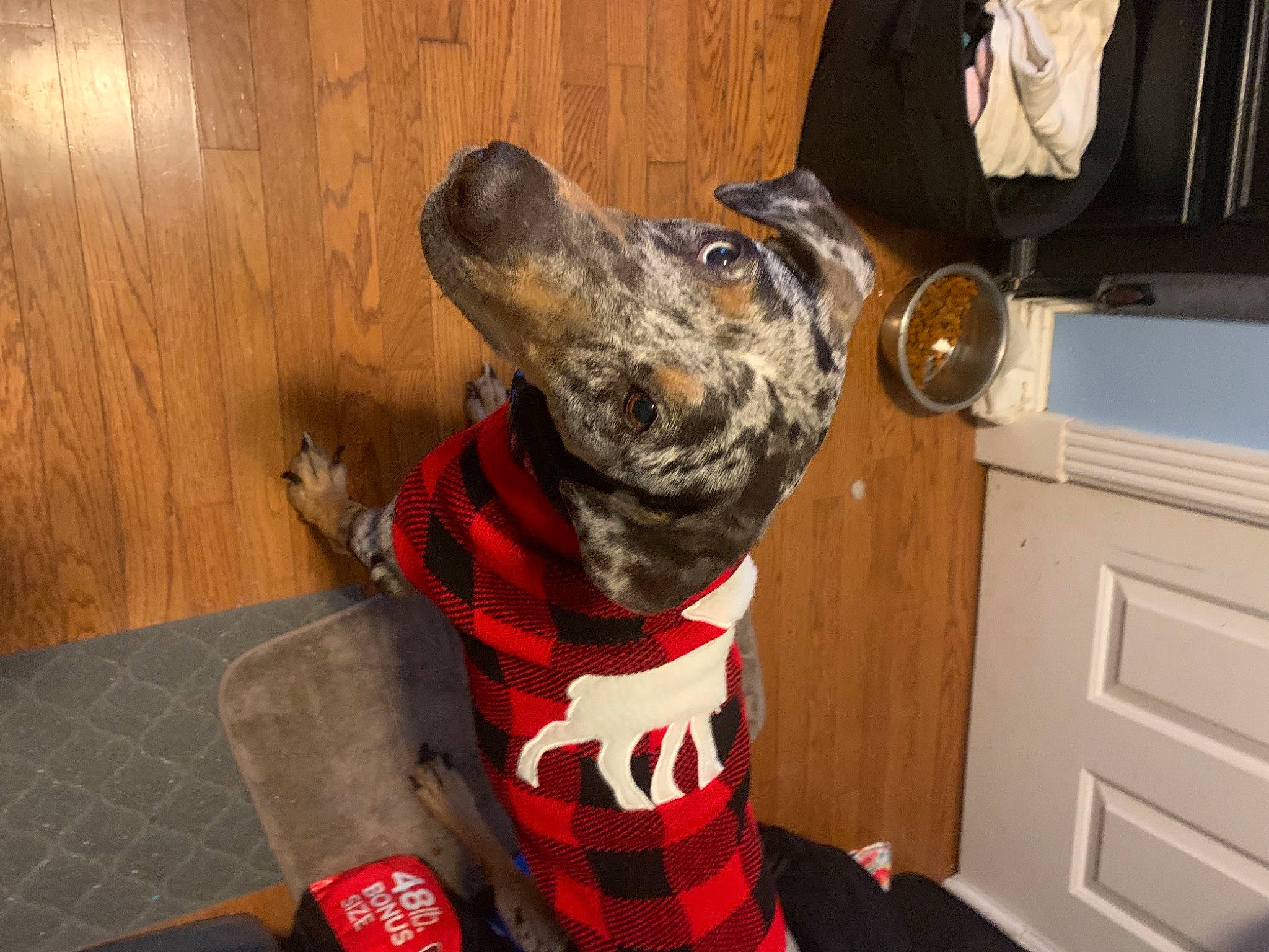 Stella joined the competition — help win amazing prizes! canidae, carmine, carnivore, collar, companion_dog, dalmatian, dog, dog_breed, dog_clothes, dog_collar, dog_supply, fawn, fur, guard_dog, hardwood, leash, personal_protective_equipment, snout, wood, working_animal