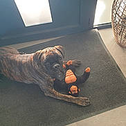 Sofia participe au concours pour gagner de l'argent avec cette photo : dog, brindle, plush_toy, monkey_toy, mat, floor, door, pet, indoor, curious, animal, canine, toy, resting, looking_up, playful, light, shadow, basket, home