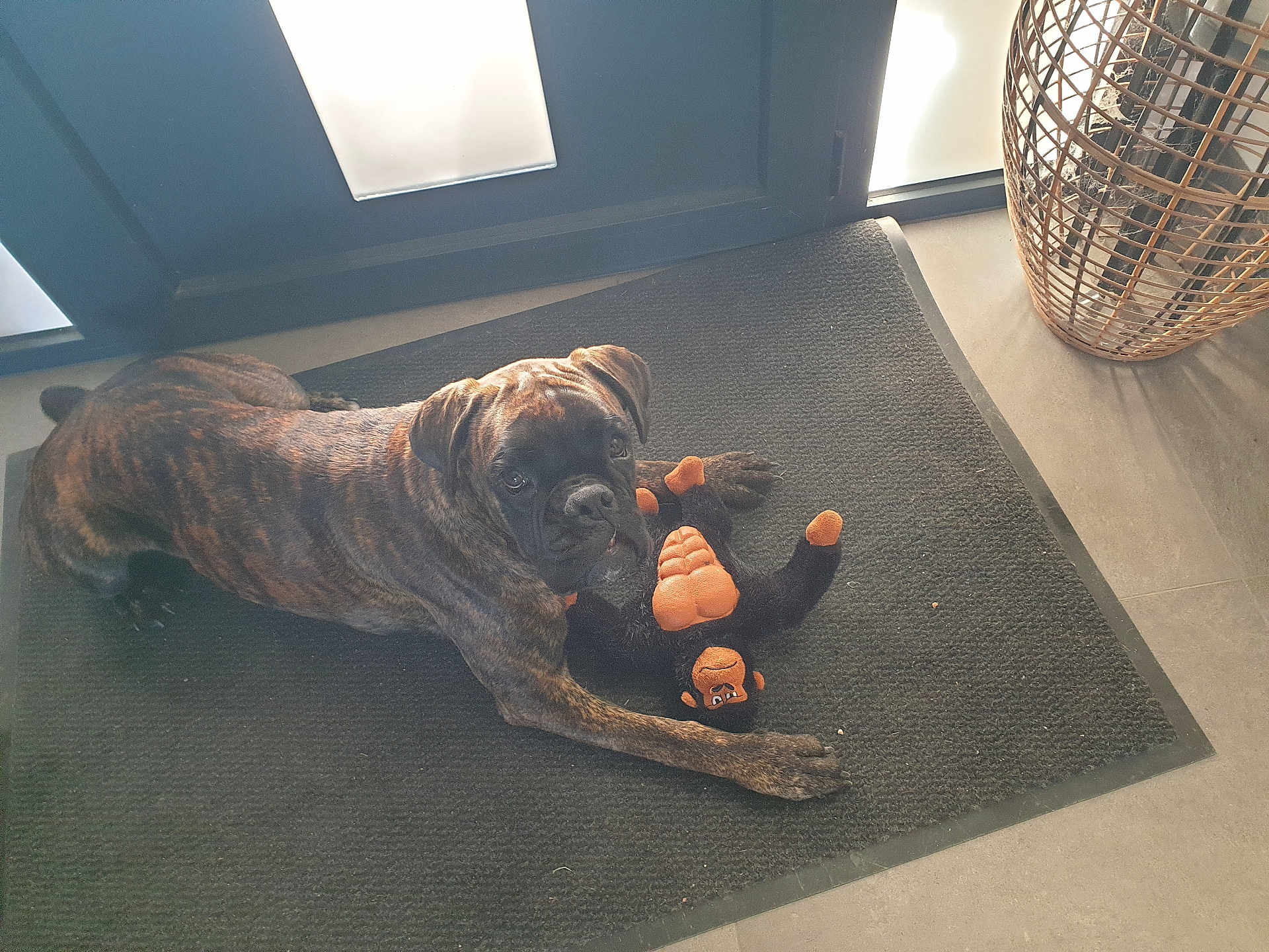 Sofia participe au concours pour gagner de l'argent avec cette photo : dog, brindle, plush_toy, monkey_toy, mat, floor, door, pet, indoor, curious, animal, canine, toy, resting, looking_up, playful, light, shadow, basket, home