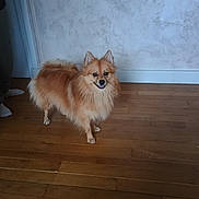 Snoopy a rejoint le concours — aidez-le/la à gagner de superbes lots ! dog, fluffy, indoor, wooden_floor, smiling, pet, canine, standing, brown_fur, happy, wall, home, person_partial, socks, casual, domestic, animal, companion, cute, friendly