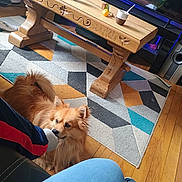 Snoopy a rejoint le concours — aidez-le/la à gagner de superbes lots ! carpet, casual, coffee_table, couch, dog, floor, footwear, home, indoor, living_room, nibbling, person, pet, playful, relaxed, rug, sock, television, wood_floor, wooden_furniture