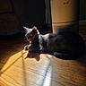 Ash is registered to the contest to win money with this photo: air_purifier, animal, black_cat, cat, dramatic_lighting, feline, furniture, golden_eyes, home, indoor, living_room, lying_down, pet, portrait, relaxed, shadow, sunbeam, tail, whiskers, wooden_floor