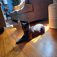 Ash joined the competition — help win amazing prizes! air_purifier, alert, animal, black_cat, cat, couch, cozy, feline, hardwood_floor, home, houseplant, indoor, living_room, lying_down, pet, portrait, relaxed, sofa, sunbeam, sunlight