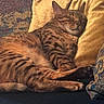animal, cat, couch, cozy, ears, feline, fur, golden_pillow, home, indoor, mammal, patterned_cushion, pet, pillow, relaxed, resting, sleeping, spotted_fur, tabby_cat, whiskers