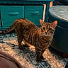 Juno joined the competition — help win amazing prizes! alert, animal, bengal_cat, cat, cozy, domestic_cat, floor, furniture, home, indoor, mammal, ottoman, patterned_rug, pet, rug, spotted, storage_bins, striped, teal, whiskers