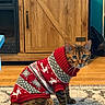 Juno is registered to the contest to win money with this photo: animal, blue_eyes, cat, cozy, cute, domestic_cat, feline, festive, floor, holiday, indoor, knitwear, pet, red_sweater, reindeer_pattern, rug, snowflake_pattern, sweater, tabby, wooden_cabinet