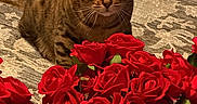 Juno joined the competition — help win amazing prizes! animal, bengal_cat, bouquet, carpet, cat, closeup, cute, decor, domestic_cat, ears, eyes, flowers, fur, indoor, pattern, pet, plant, pot, red_roses, whiskers