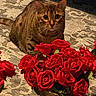 animal, bengal_cat, bouquet, carpet, cat, closeup, cute, decor, domestic_cat, ears, eyes, flowers, fur, indoor, pattern, pet, plant, pot, red_roses, whiskers