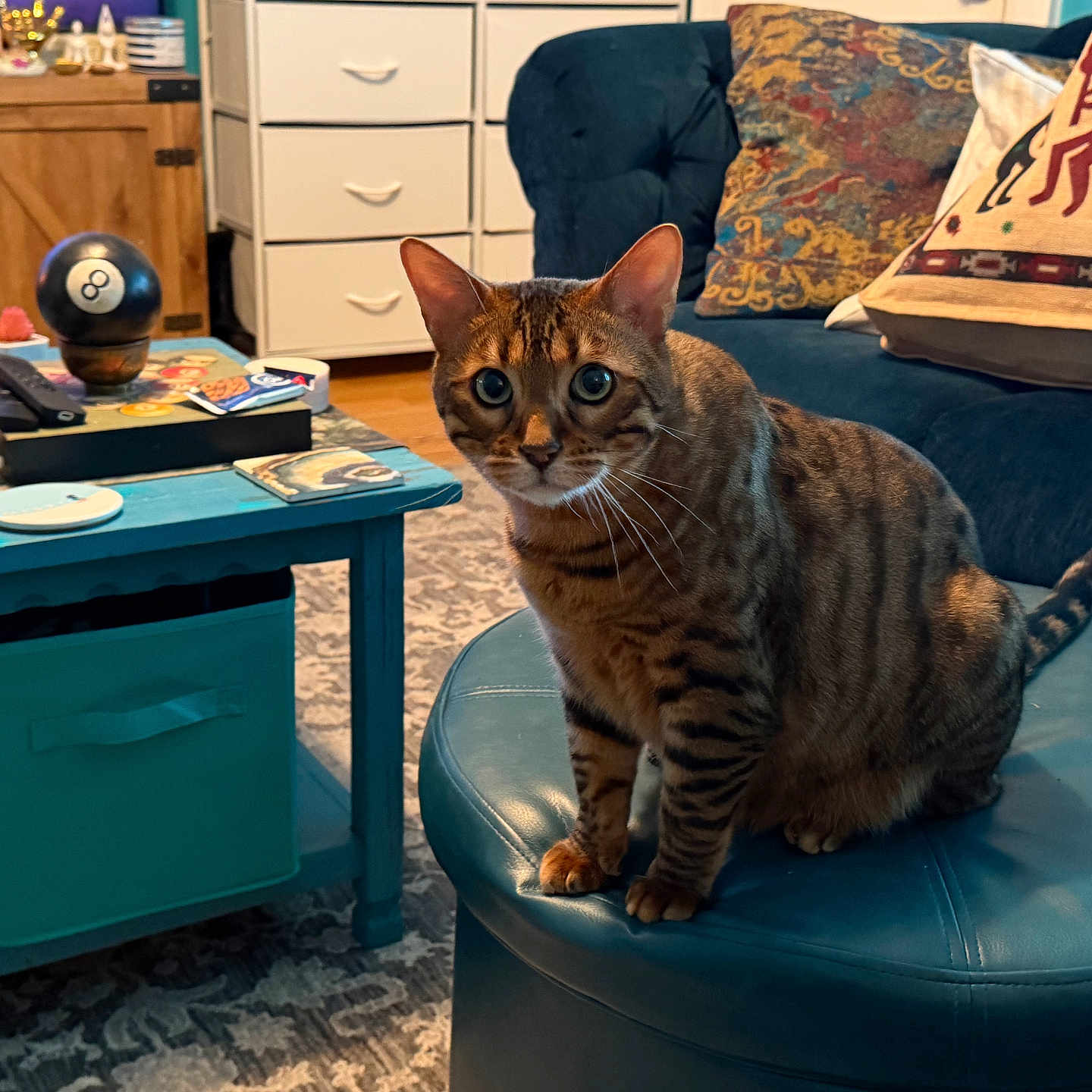 Juno joined the competition — help win amazing prizes! bengal_cat, cat, pet, living_room, furniture, ottoman, coffee_table, cushion, decor, 8_ball, wooden_cabinet, rug, indoor, animal, striped, curious, seated, cozy, home, colorful